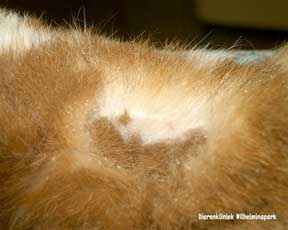 Schilfers in de haren door een vachtmijtinfectie, Dierenkliniek Wilhelminapark, Utrecht